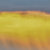greyand thumbnail